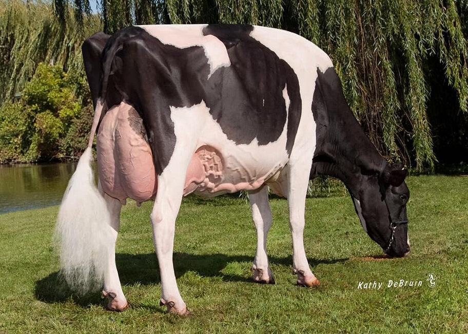 UGM: Jeffrey-Way Advent Dynasty EX-95