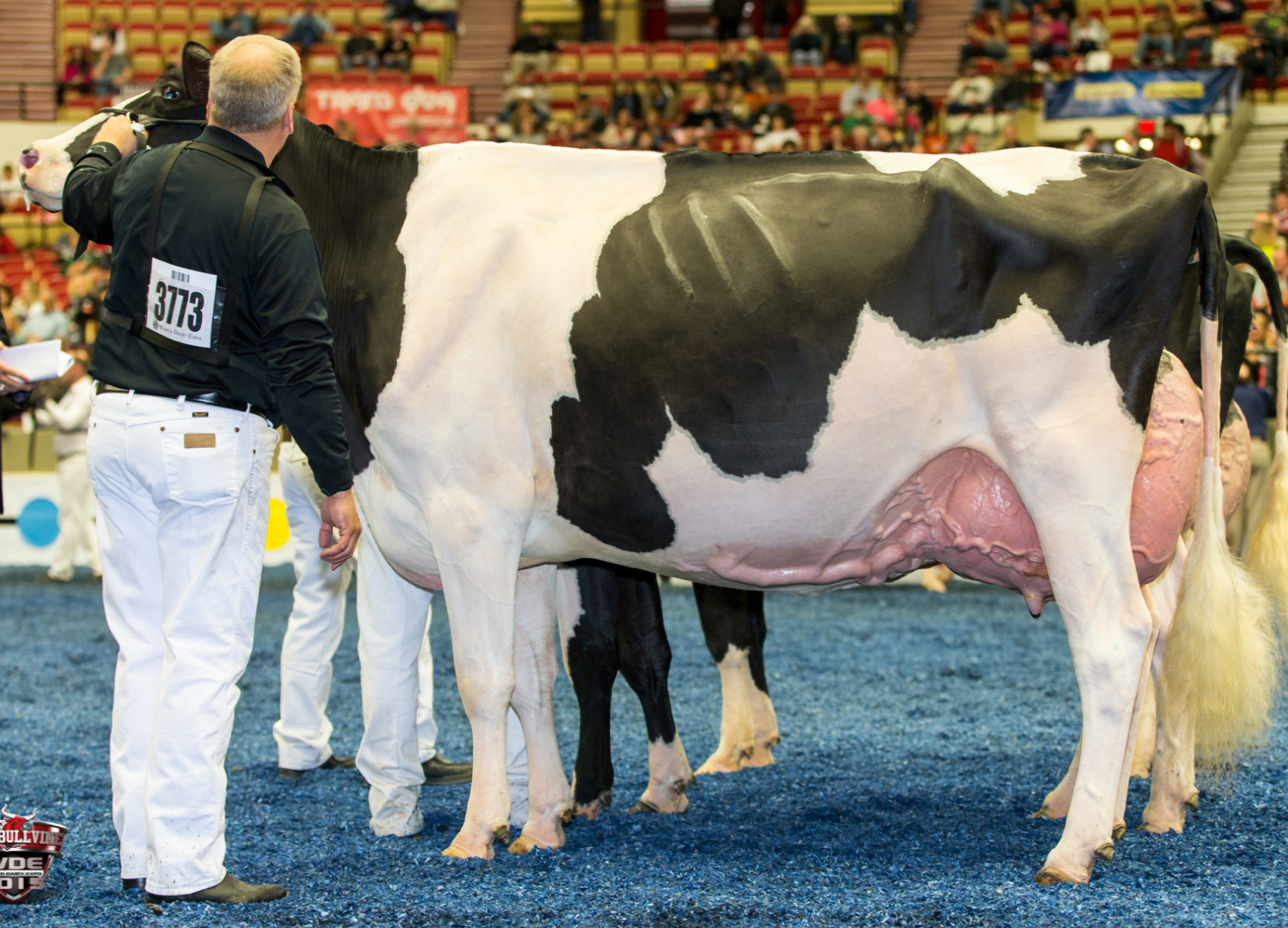 UGM: Jeffrey-Way Advent Dynasty EX-95