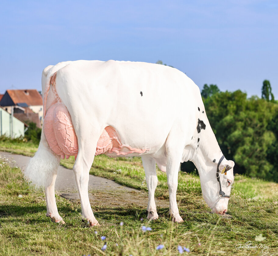 Halbschwester zur M: Schrecks Styx Fairy Red VG-89 (91 MS)