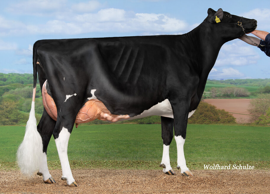 GM: Engelkes Sinead VG-88