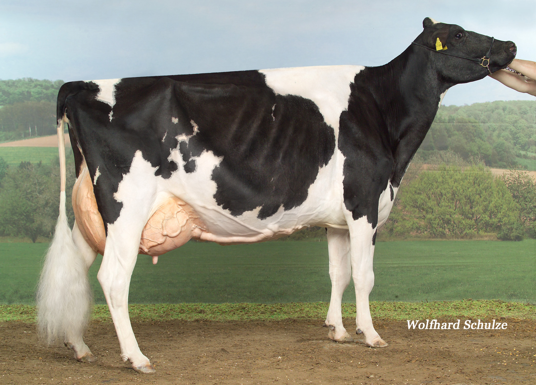 5th Dam: Engelkes Champion Schöne EX-93