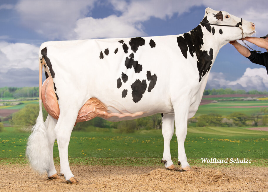 M: AMH Amanda VG-87