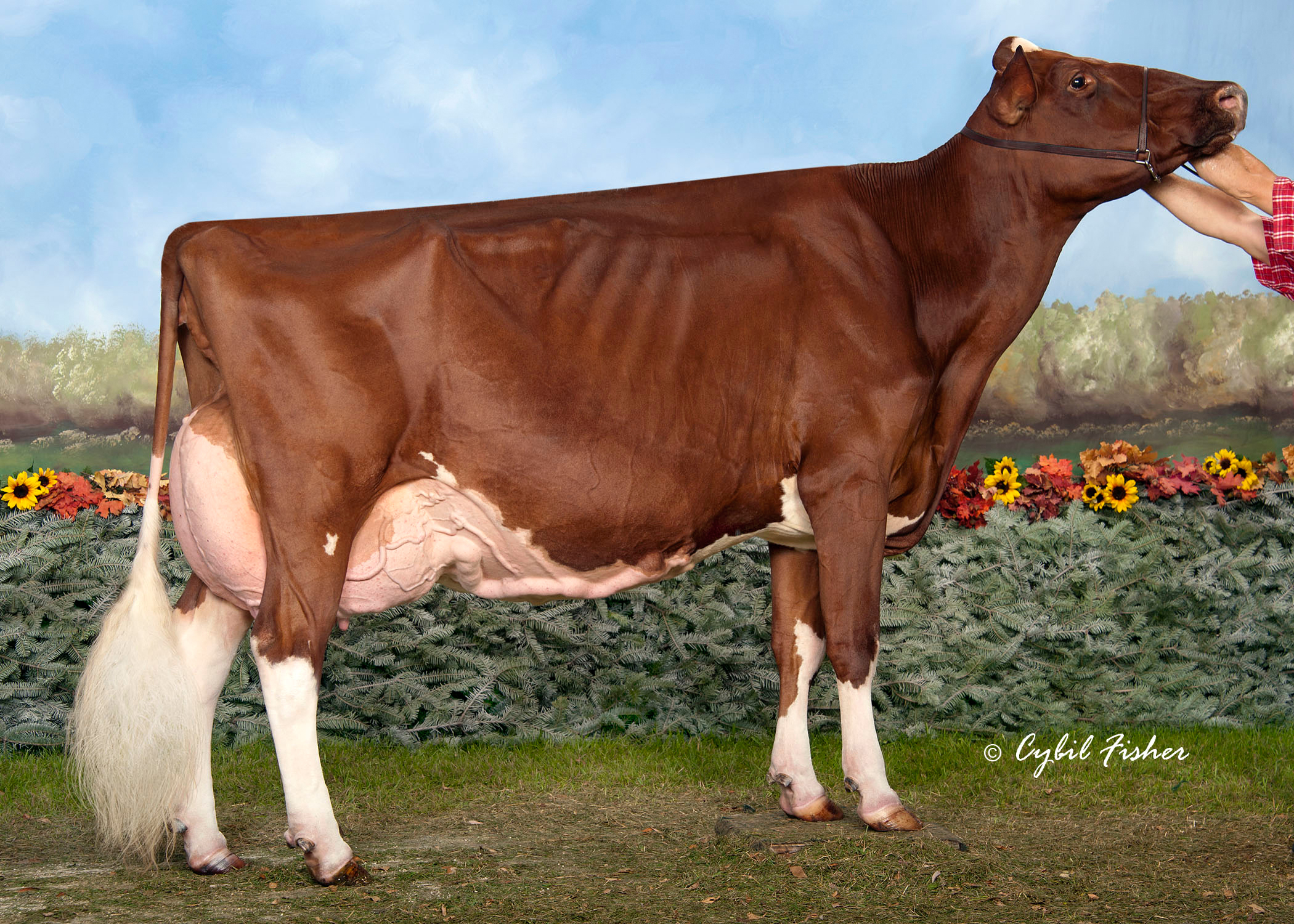 5.M: KHW Regiment Apple-Red EX-96