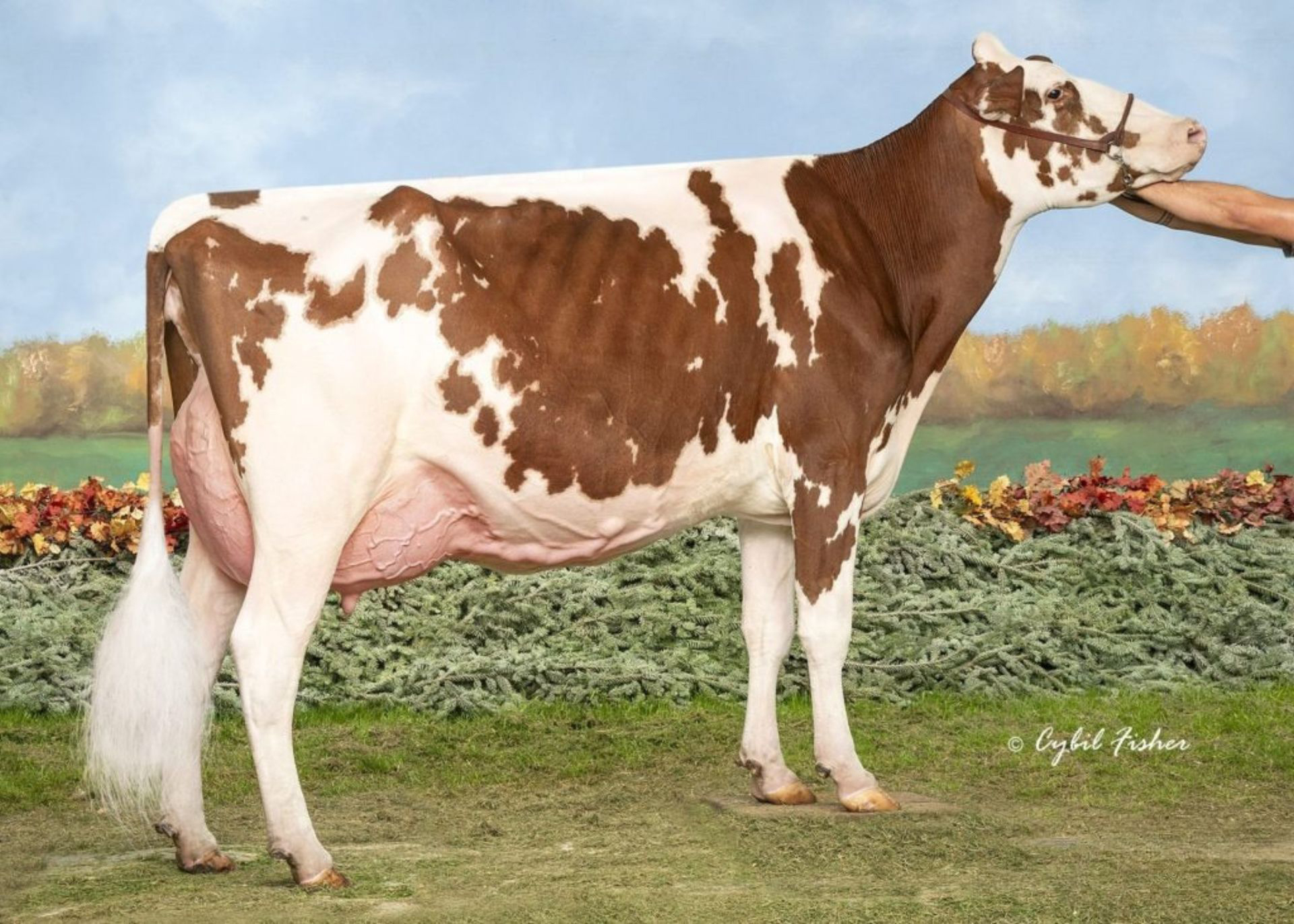 M: Apple-Pts Cirio Anna-Red EX-91