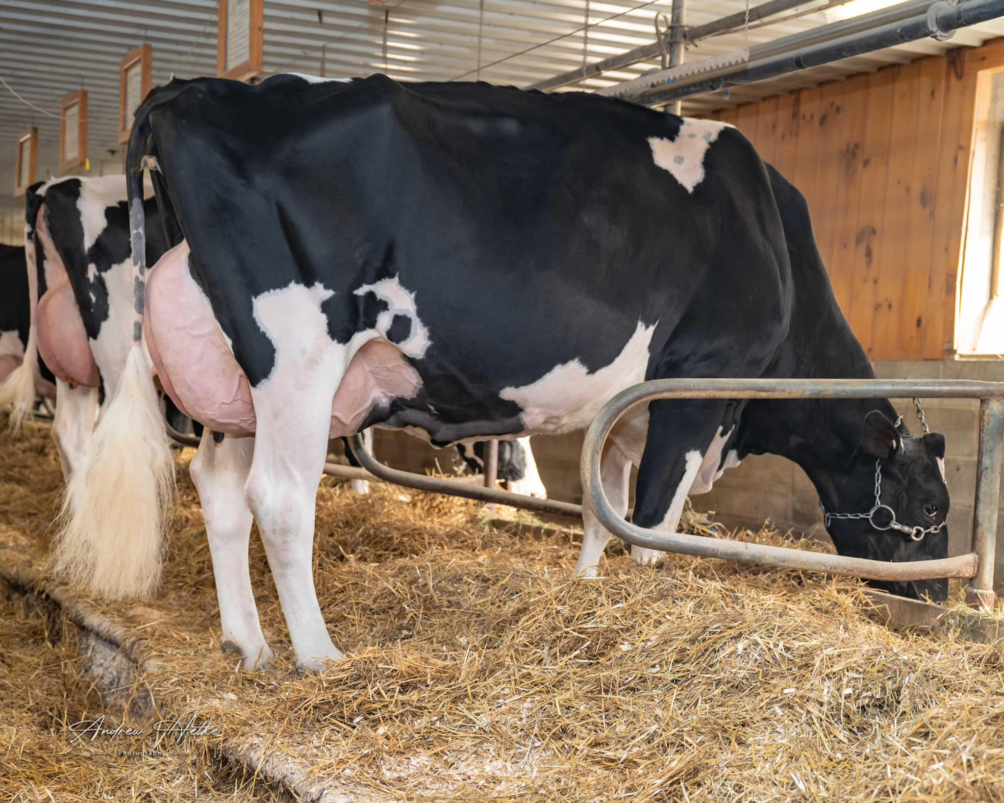 M: Duckett Impression Belle EX-94