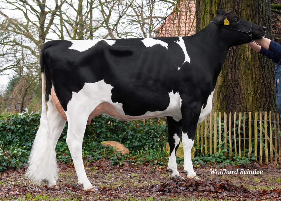 GM: Cremona Mr VG-85
