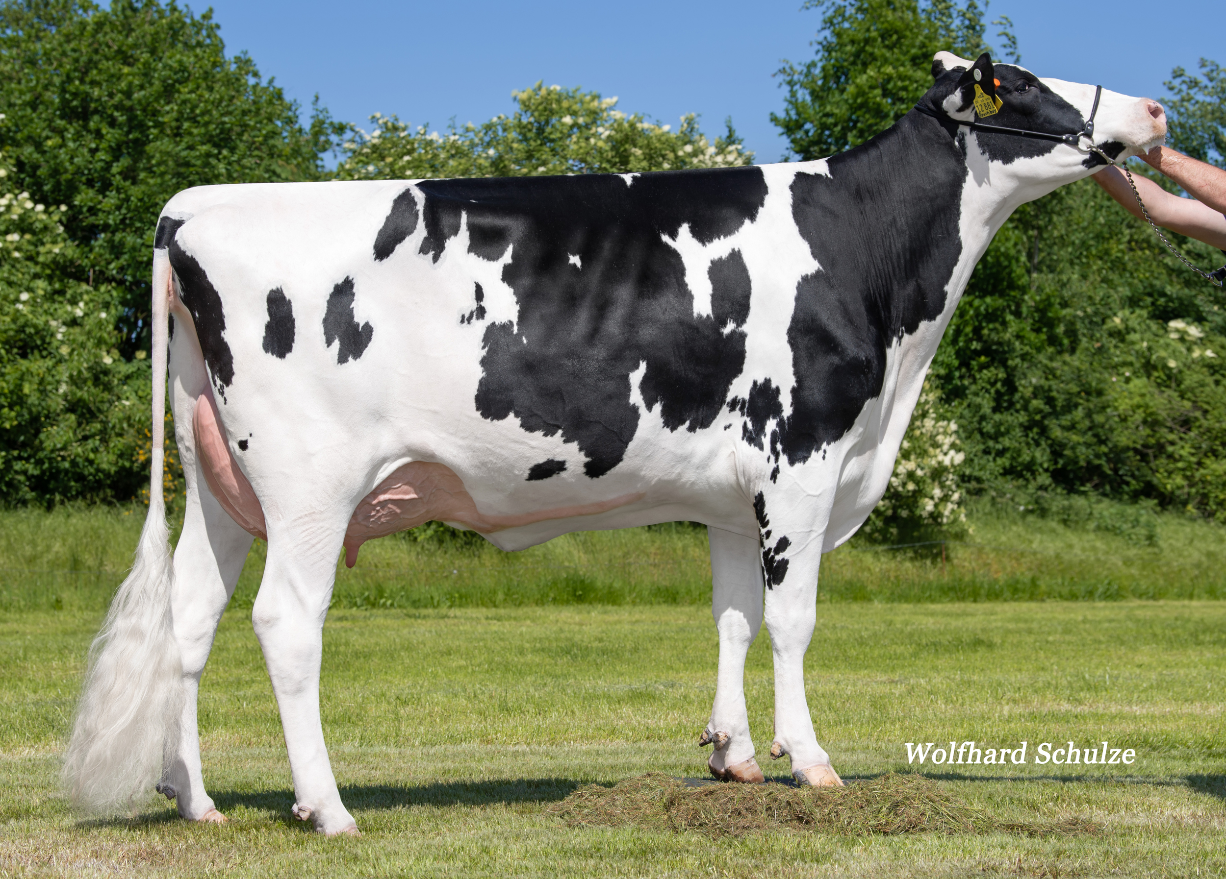 Same cow family: WSH Great VG-86