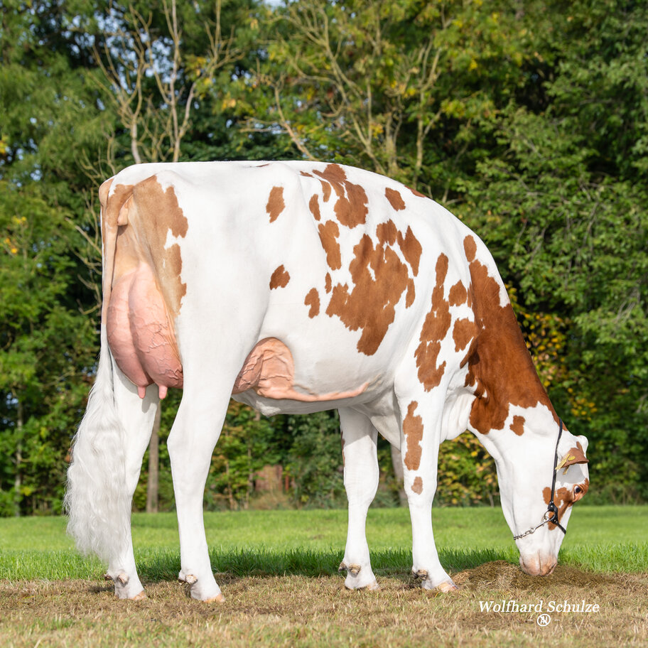 Lot: WMH Spicy Leelou Red VG-85 (86 MS)