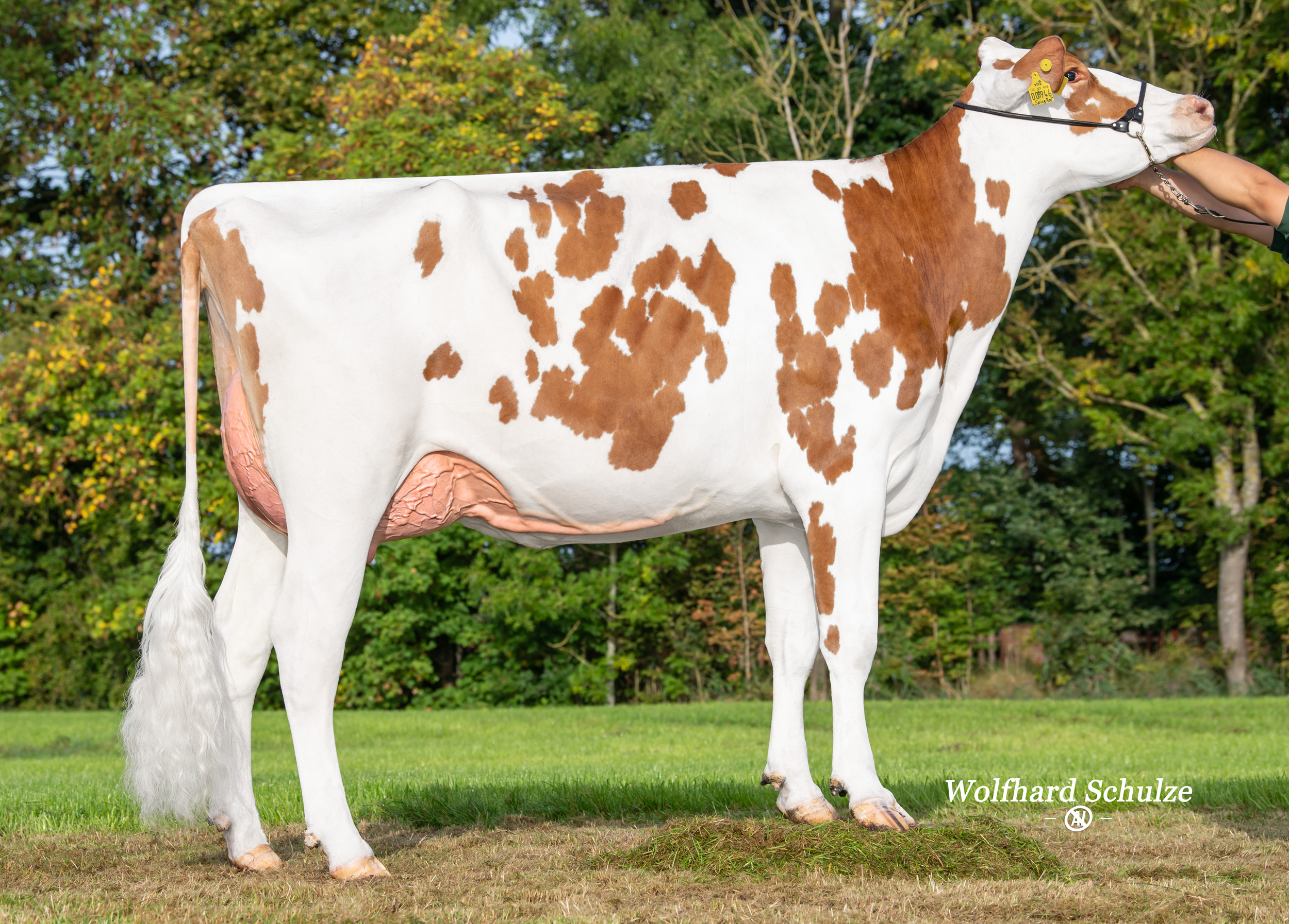 Lot: WMH Spicy Leelou Red VG-85 (86 MS)