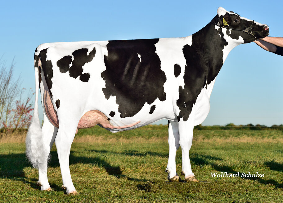 GM: Weintraube EX-90