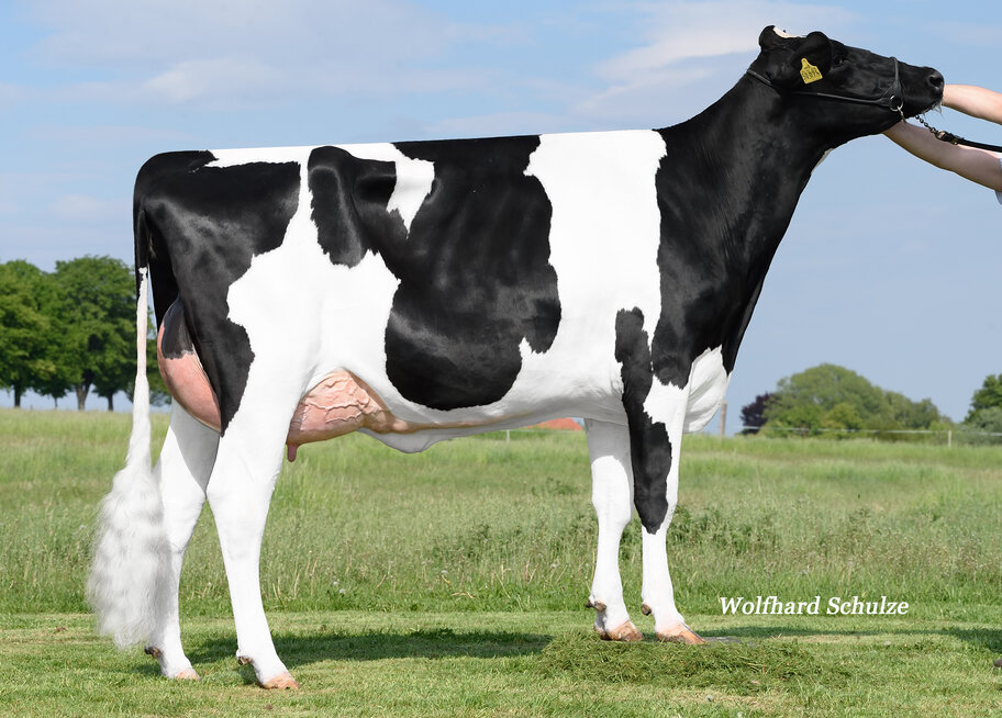 Halbschwester zur M: HHF Downtown Rae EX-91