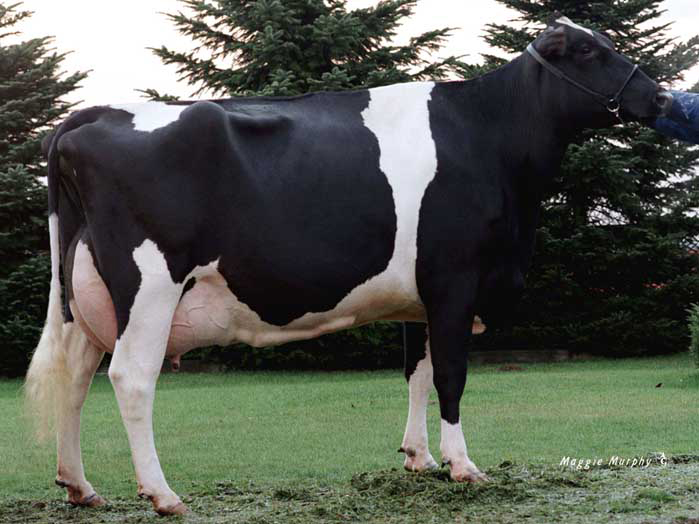 Stammkuh: Markwell BStar E Raven EX-95