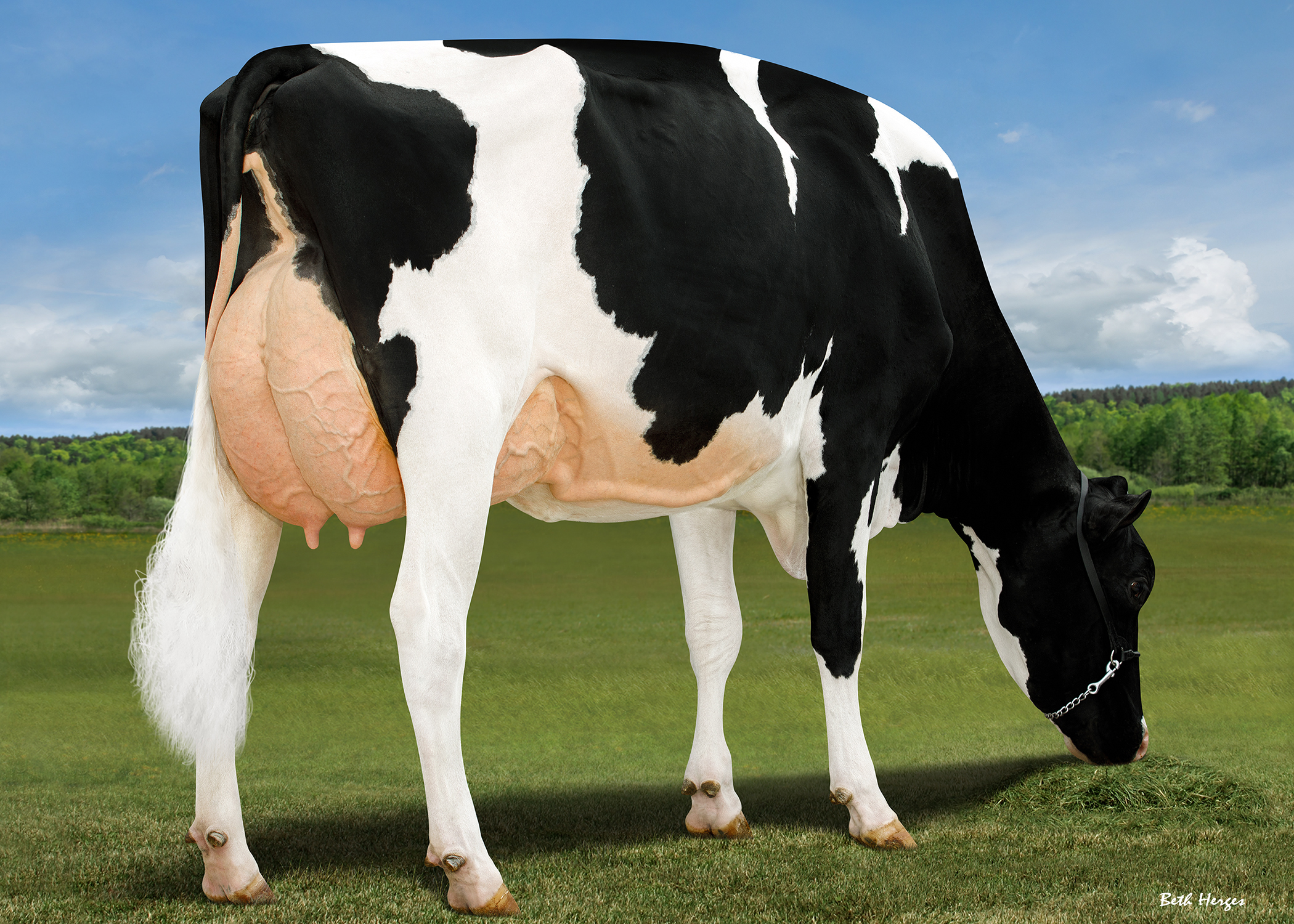 Dam: Blexys Chief Bloody Mary EX-93
