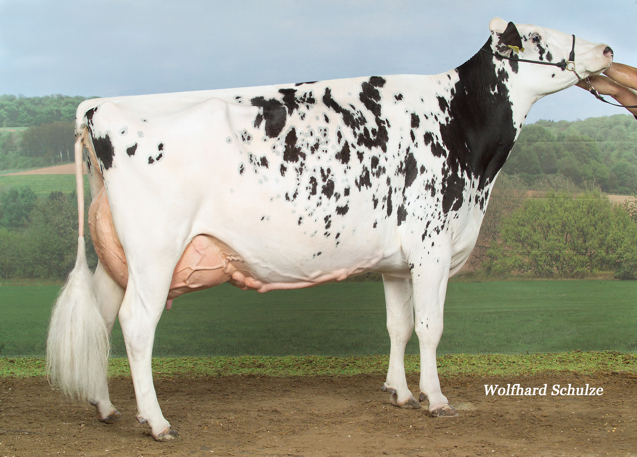 4.M: Fux Shottle Spotlight EX-95