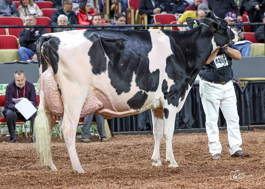 GM: Ladyrose Caught Your Eye EX-95