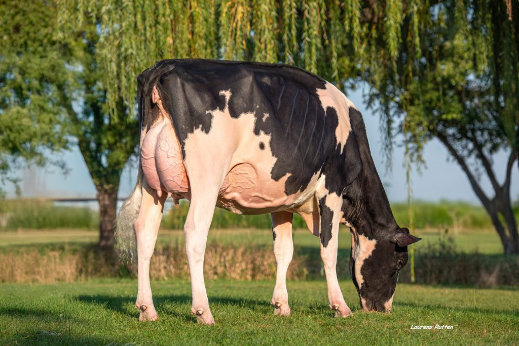 Halfsister to dam: Genosource Dropbox Jawdropper VG-88
