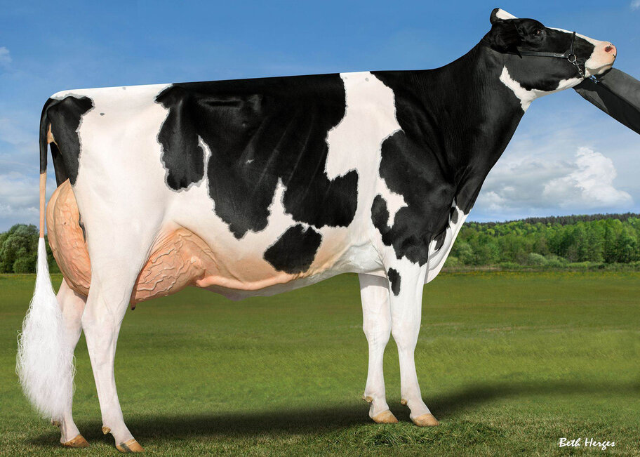 GM: Ladyrose Caught Your Eye EX-95