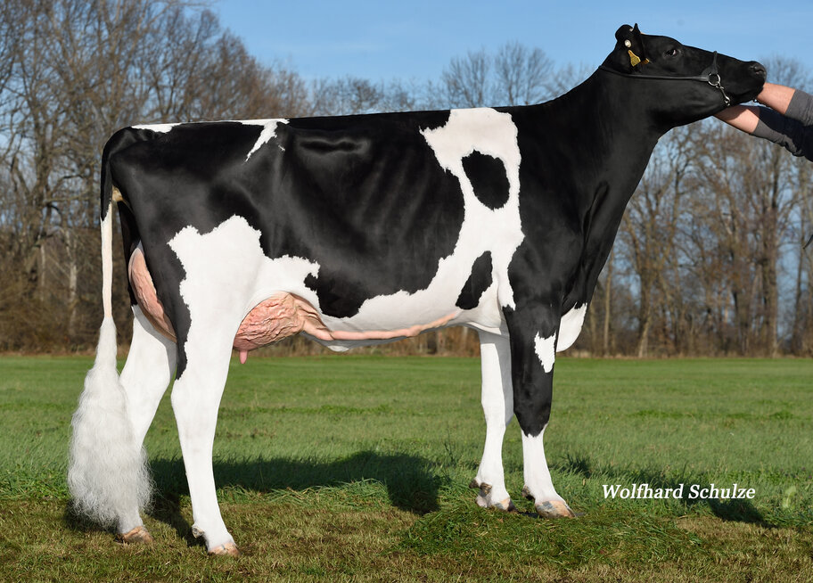 5.M: Gatedancer Okapi EX-90