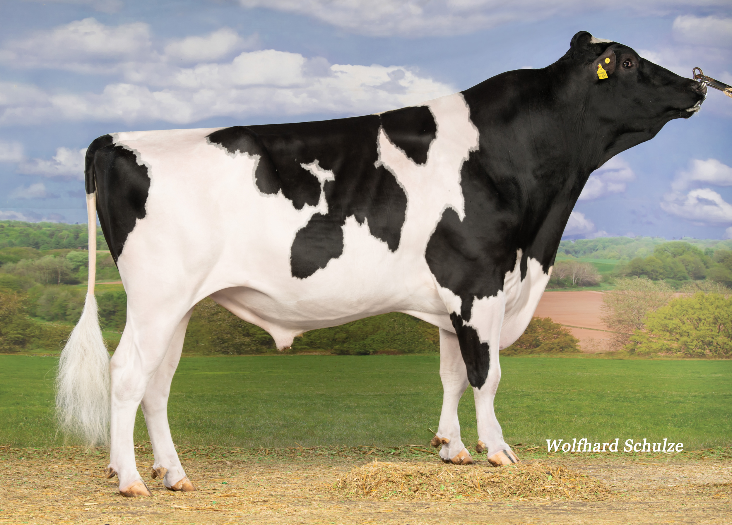 Same cow family: Zivet @SYNETICS