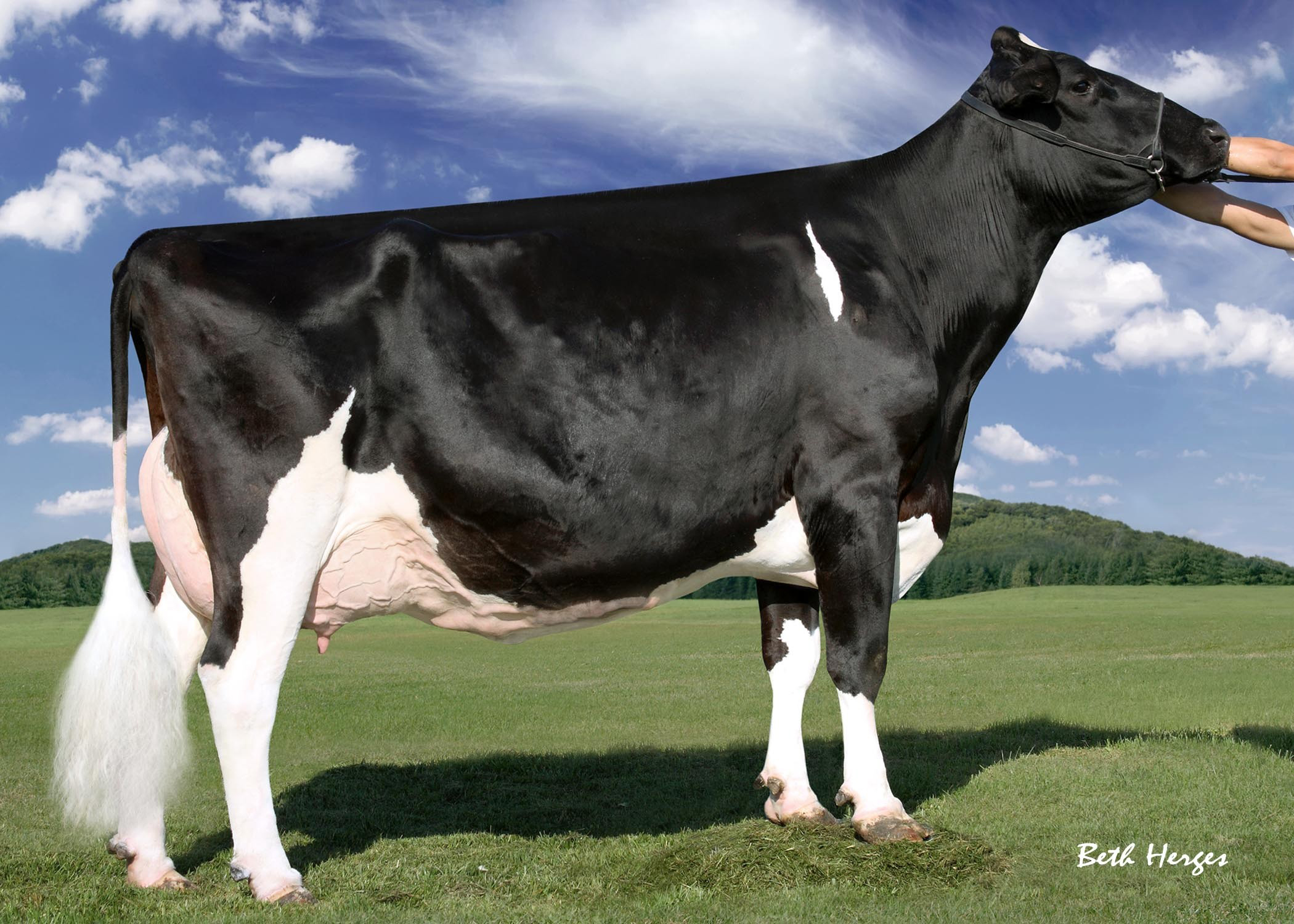 Stammkuh: Regancrest-PR Durham Barbie EX-92