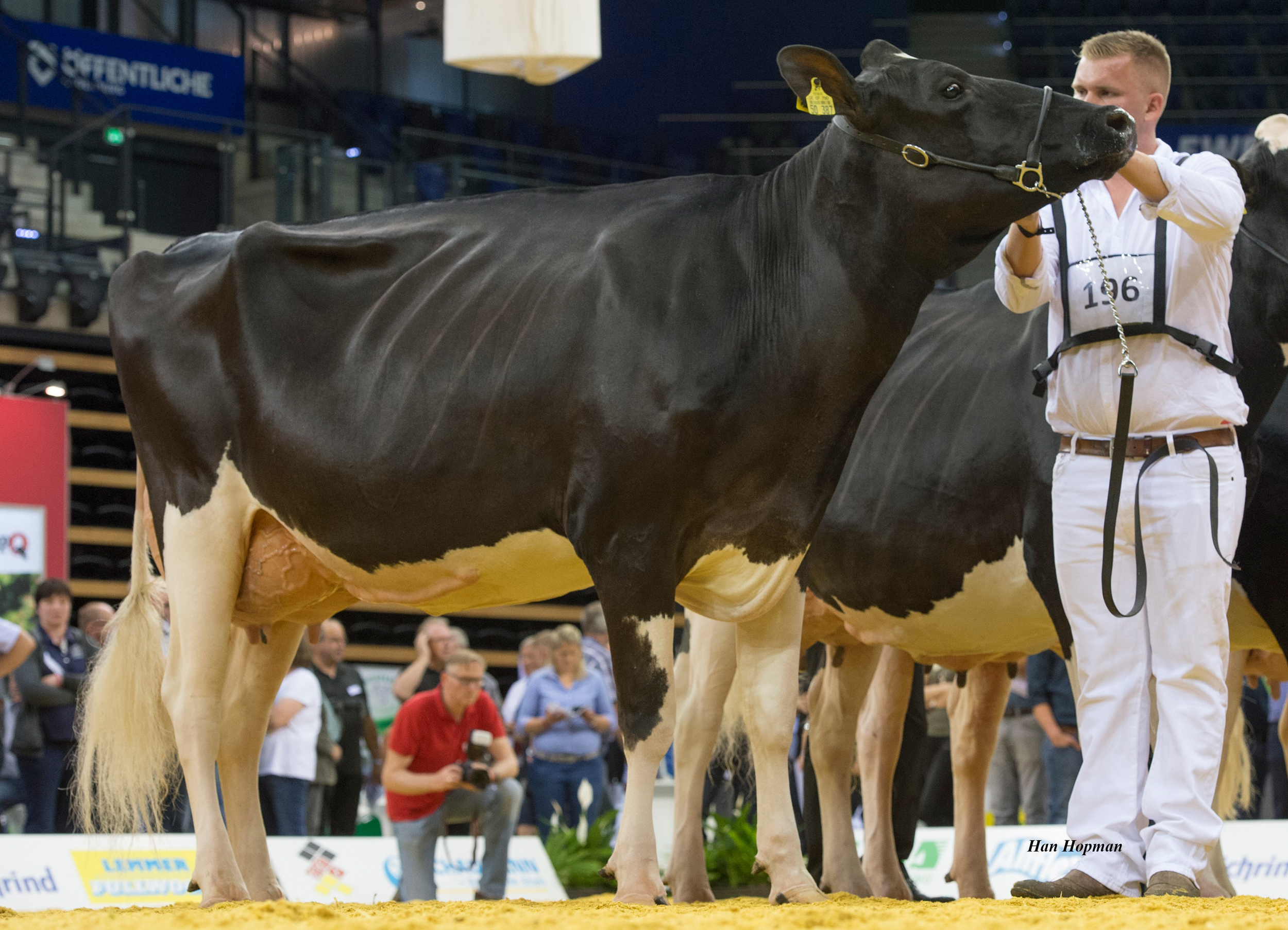 Fullsister to great granddam: NH HS Balisto Marilyn Monroe VG-86