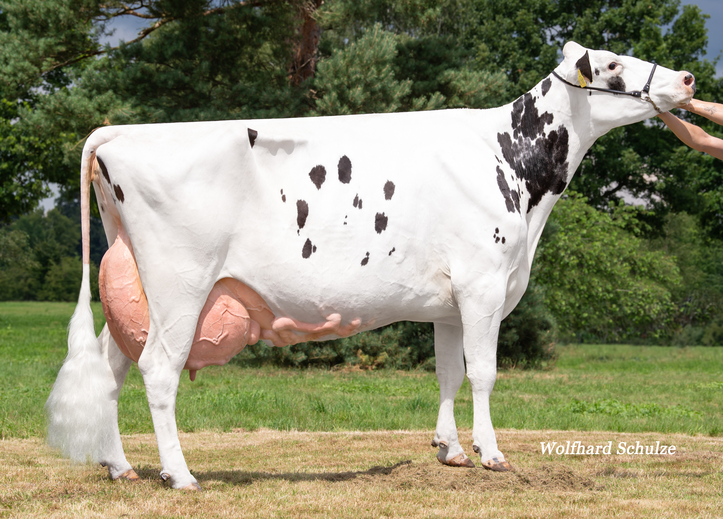 Granddam: Iowa EX-93