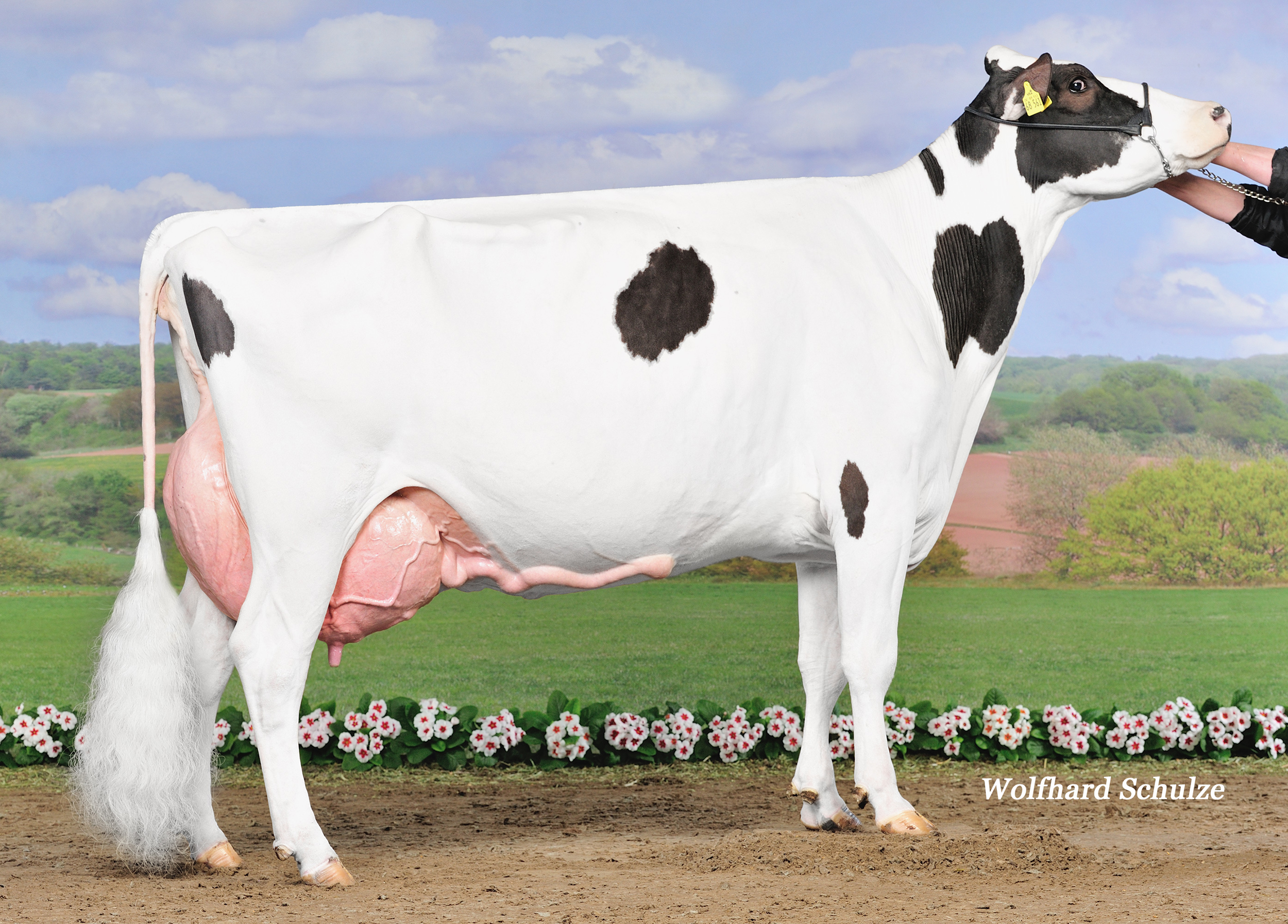 4.M: RS Bolton Pretty EX-91
