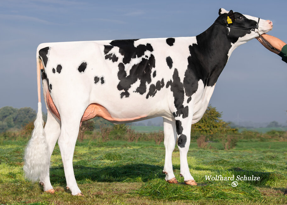 Lot: Morisses Lambda El Mala