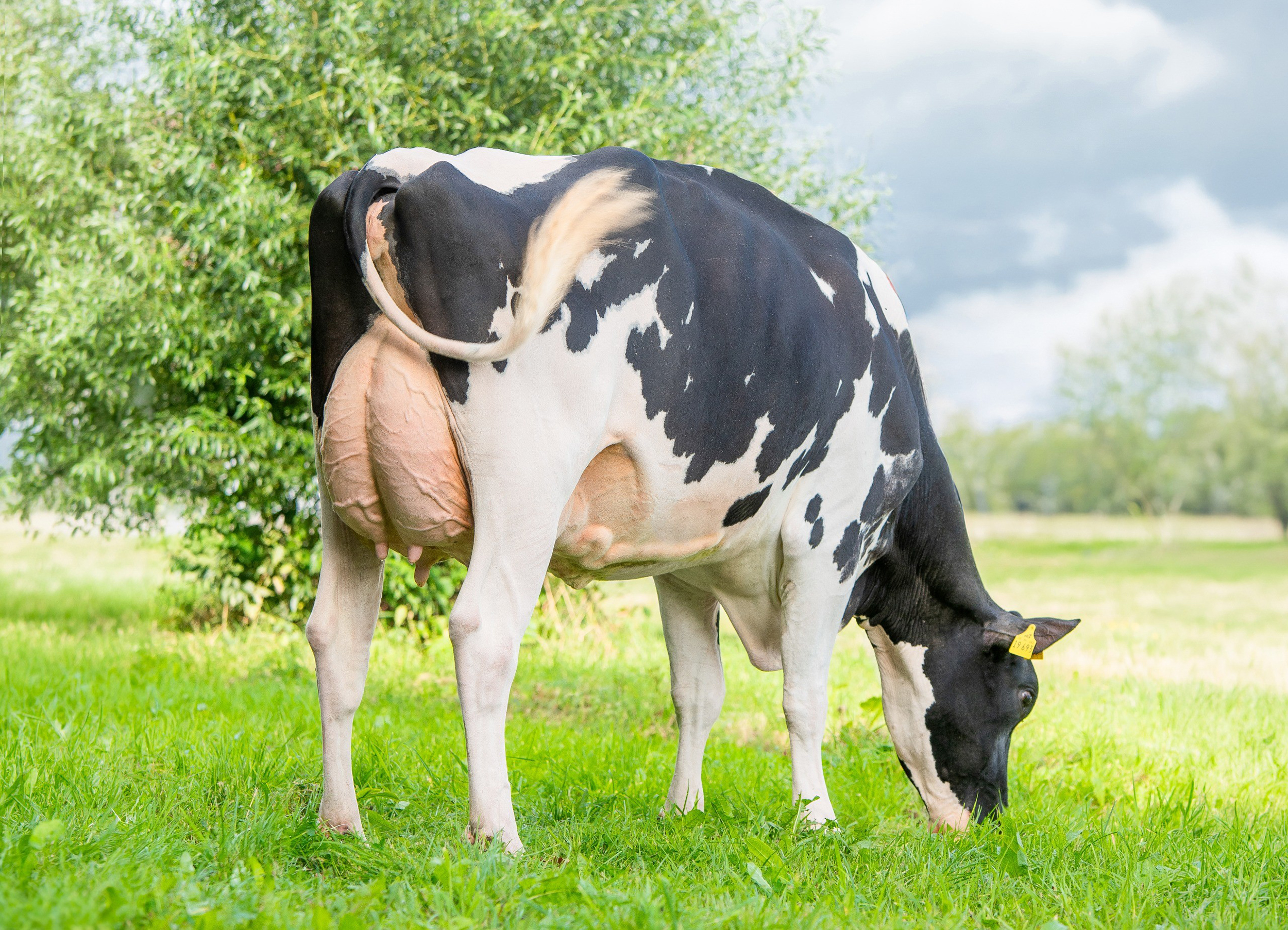 Dam: Elodie VG-88