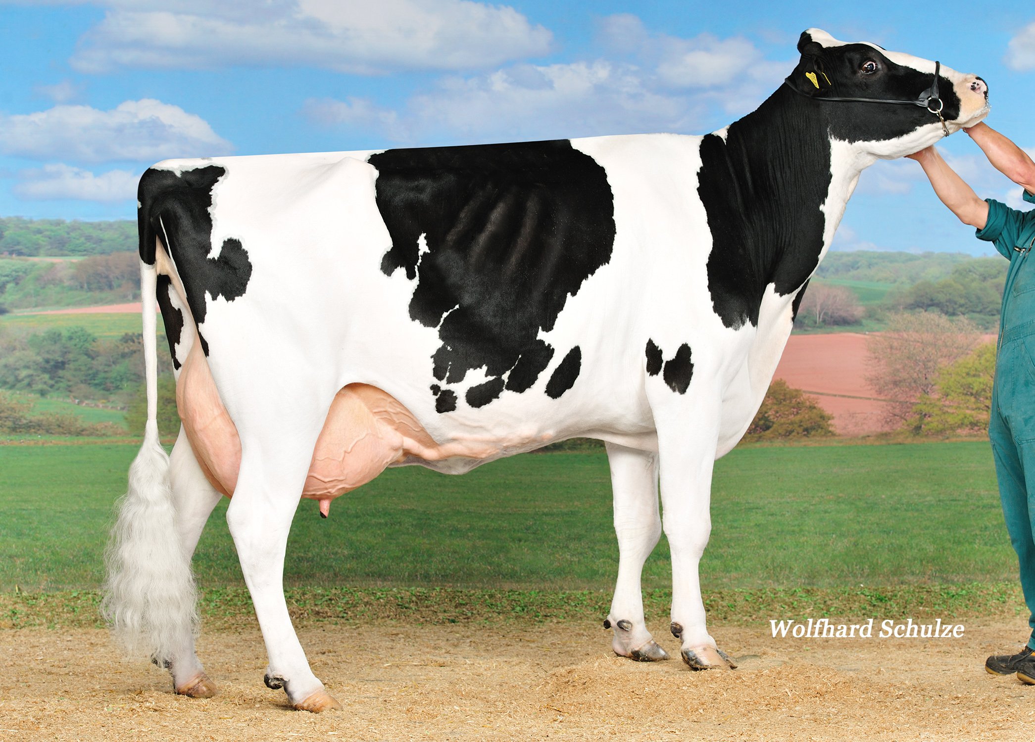5.M: SHB Mrs. Poll VG-86