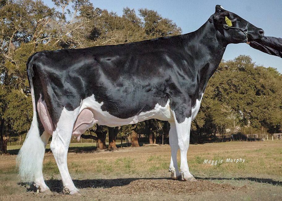 8.M: No-Fla DH Rudo Sue 15039 EX-94