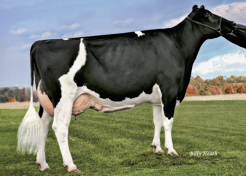 Gleiche Kuhfamilie: No-Fla Oma Heidi 20611 VG-87
