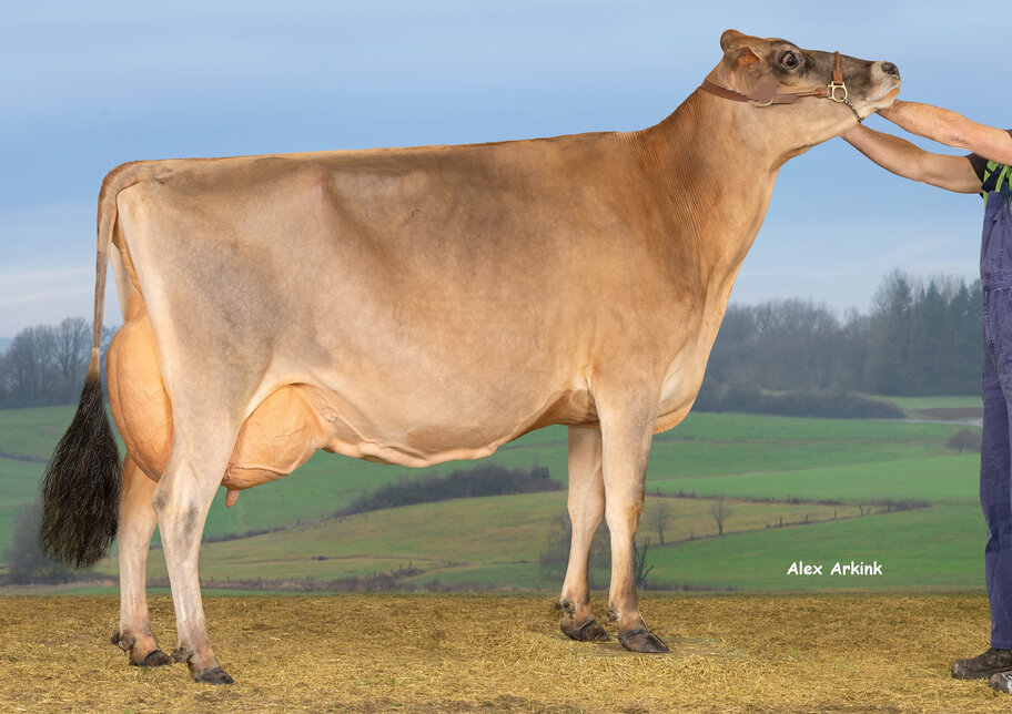 M: WIT Dellia EX-90
