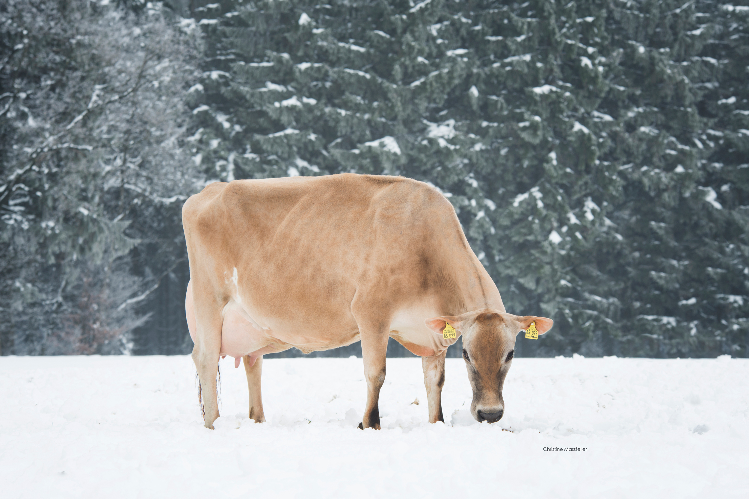 UGM: WIT Dafne EX-91
