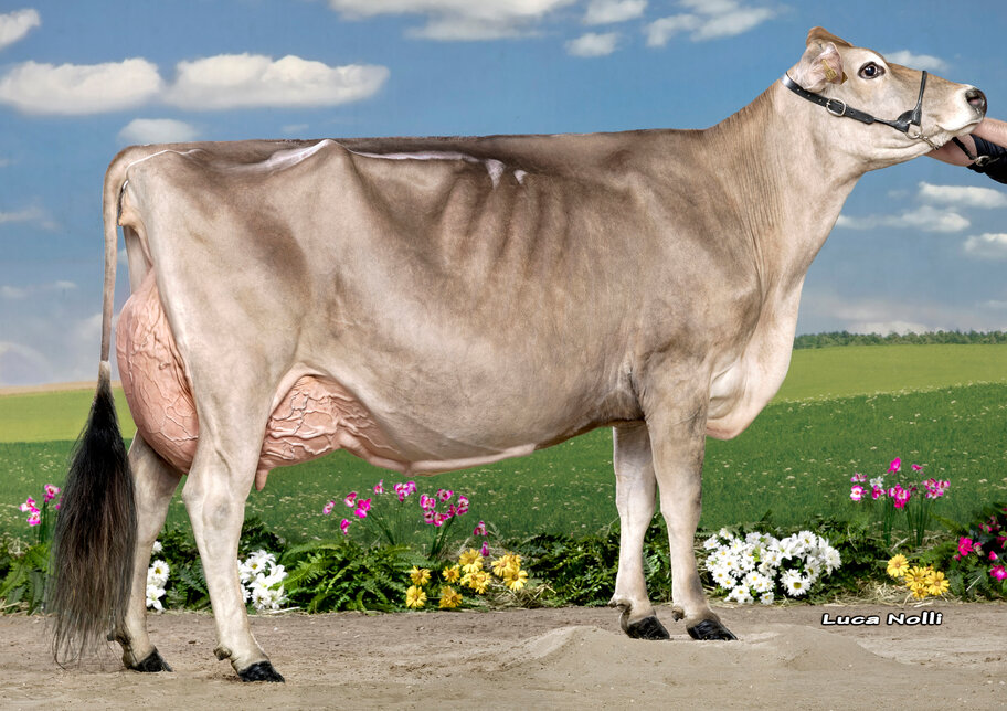 M: Baruf Del Primero Sally EX-96