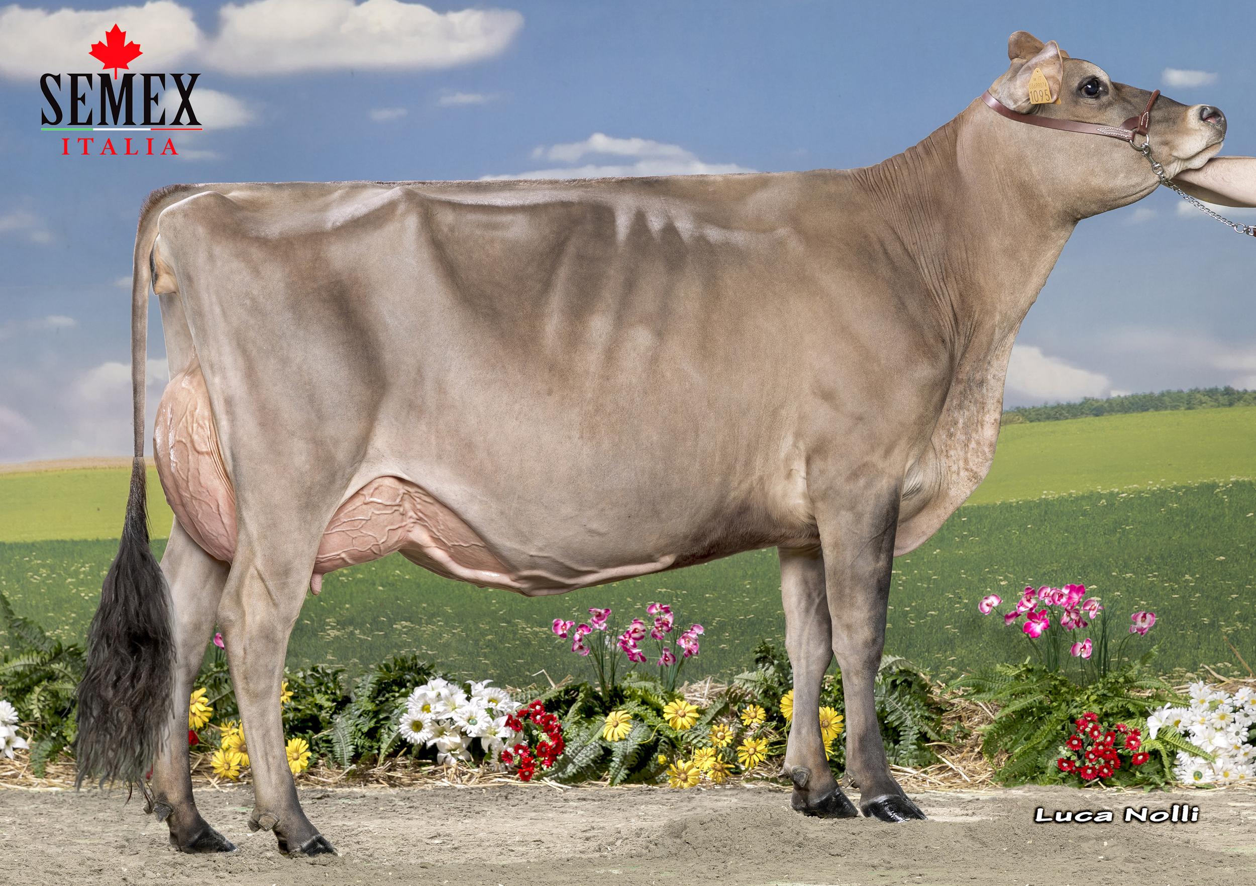 Fullsister: Dotti Victorious Sharon VG-87-2yr
