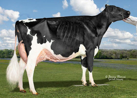 M: Golden-Oaks Line Em Up EX-94