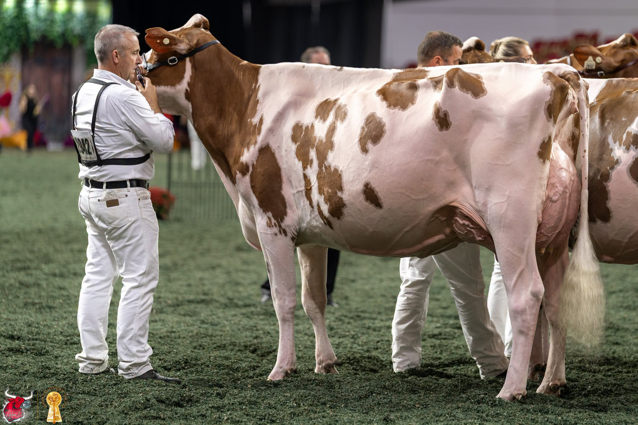 Halbschwester: Oakfield A Lets Roll-Red EX-92