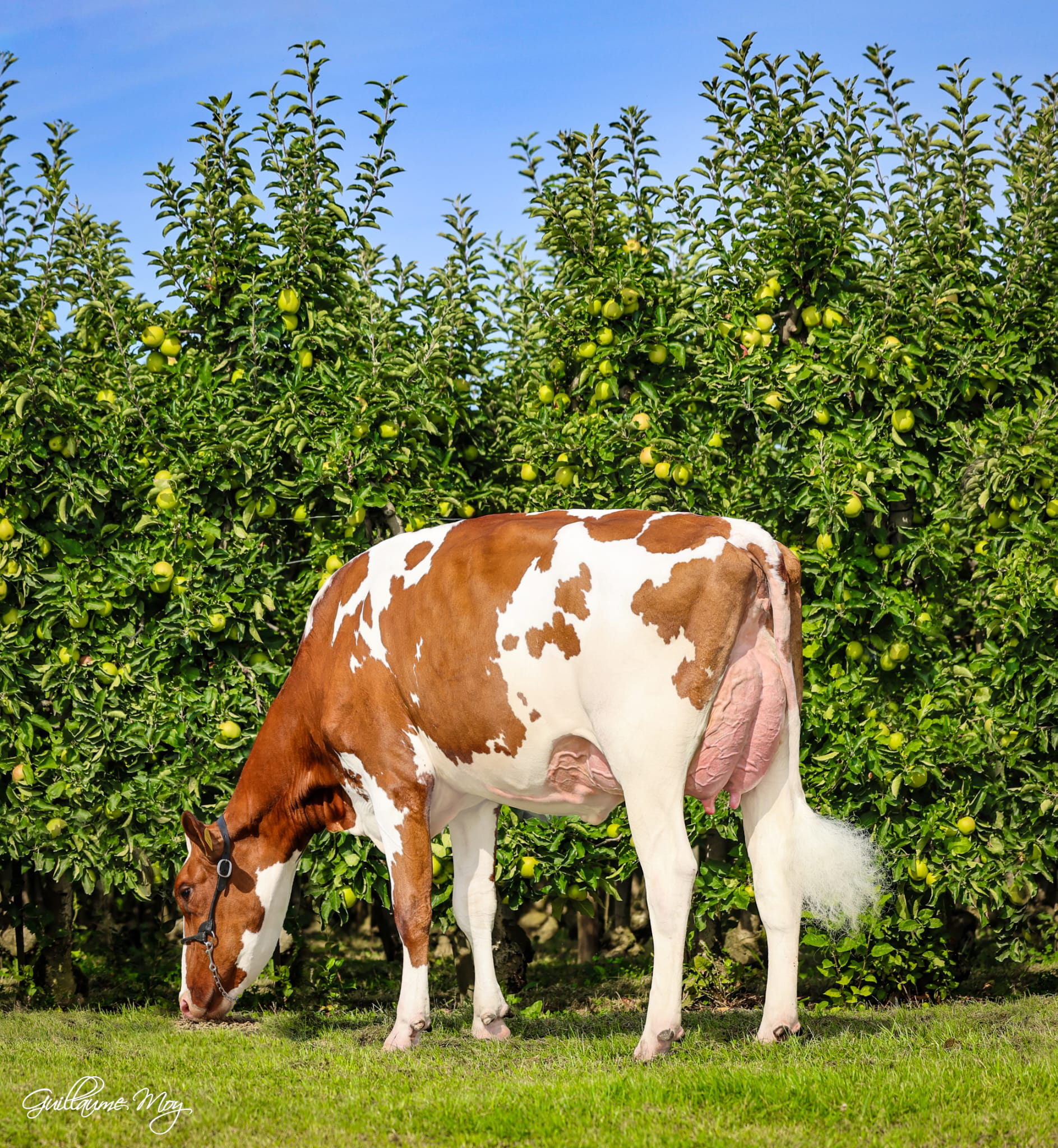 M: Milksource Latenite Shania Red P VG-86
