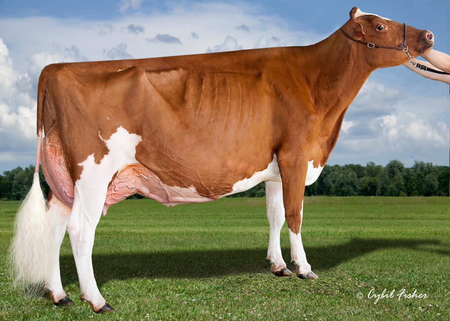 M: Strans-Jen-D Tequila-Red EX-96