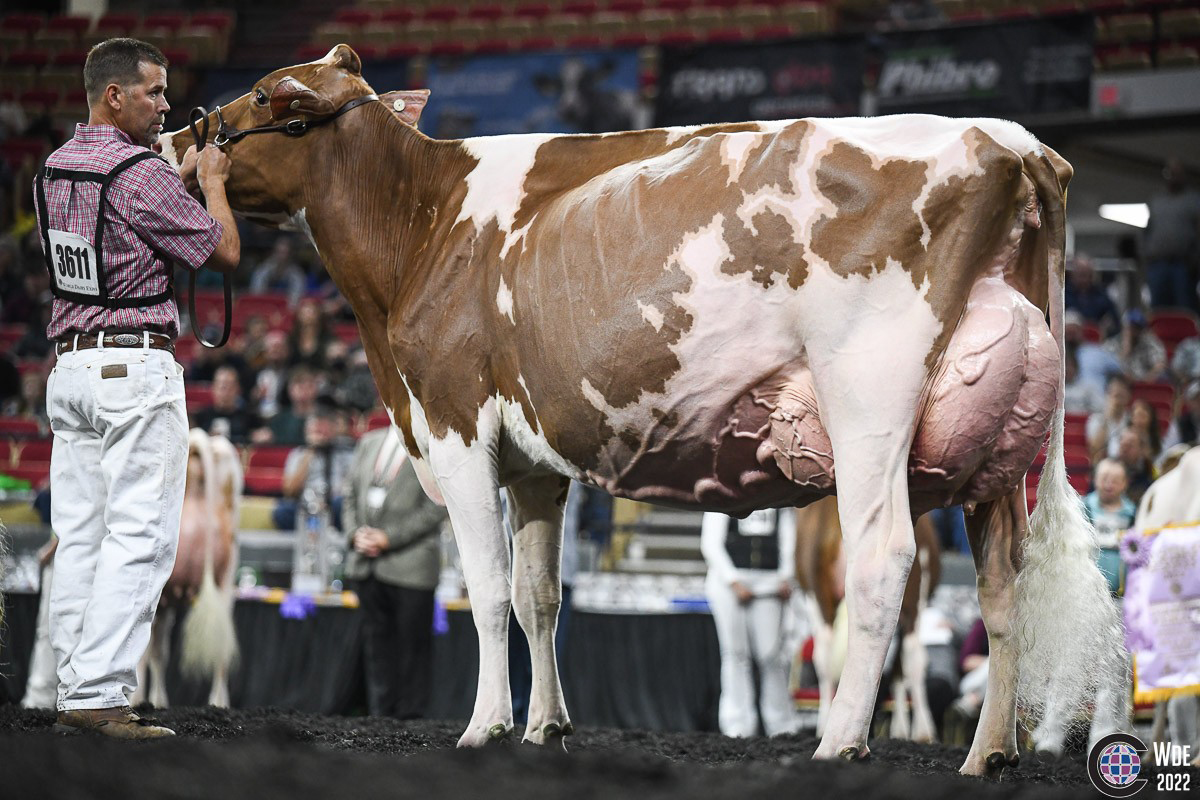 Halbschwester: Milksource Unstopabull Tantrum-Red EX-94