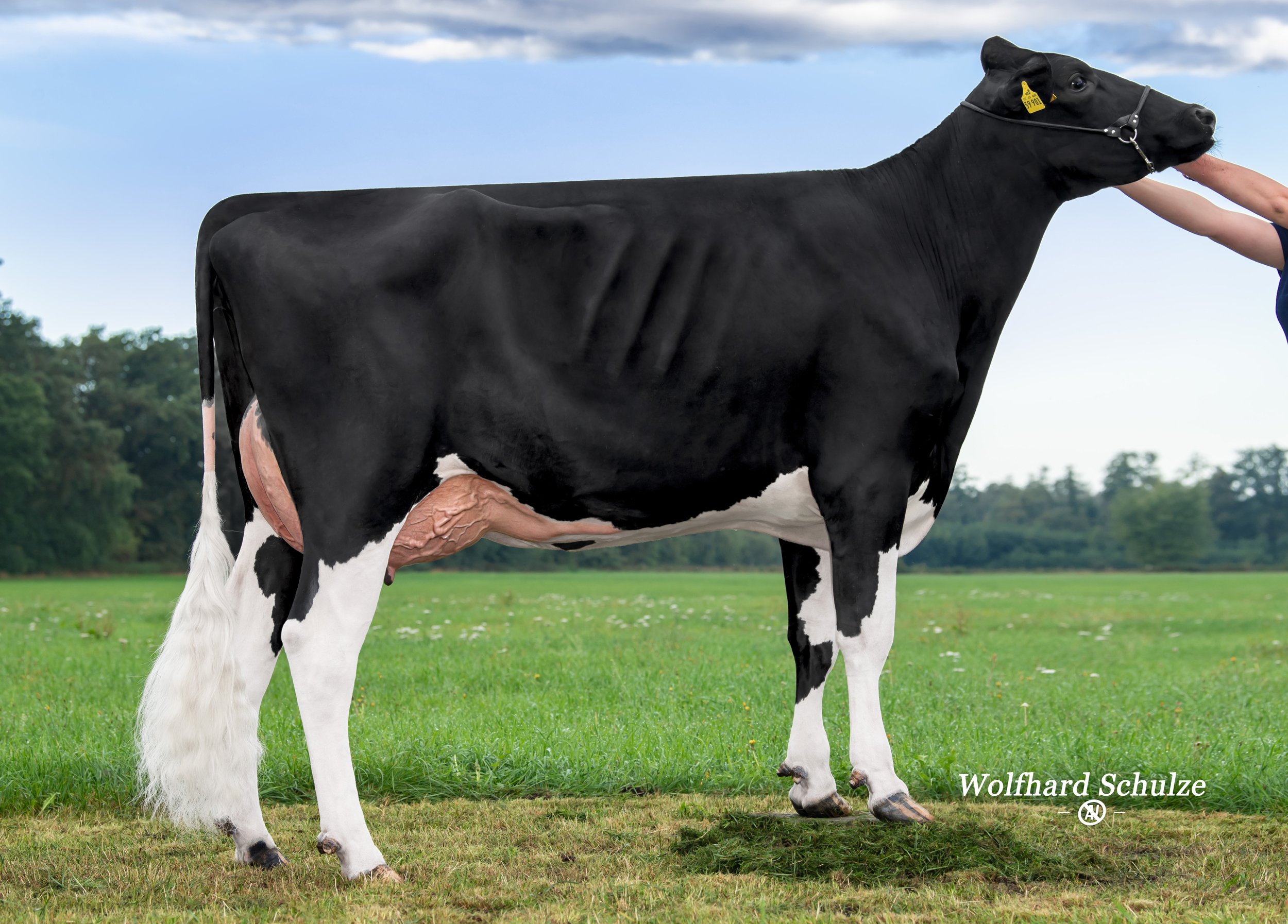 M: MO Loh Intouch VG-86 (87 MS)