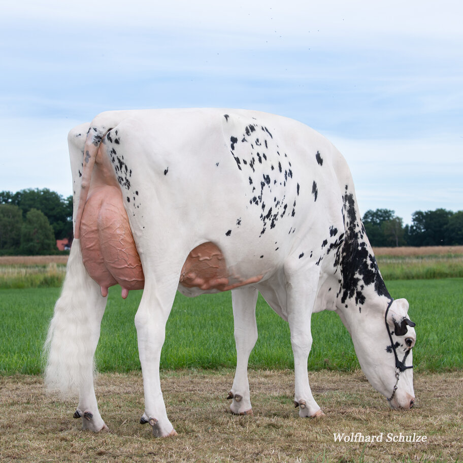 M: Richaven Solomon Daisy EX-90