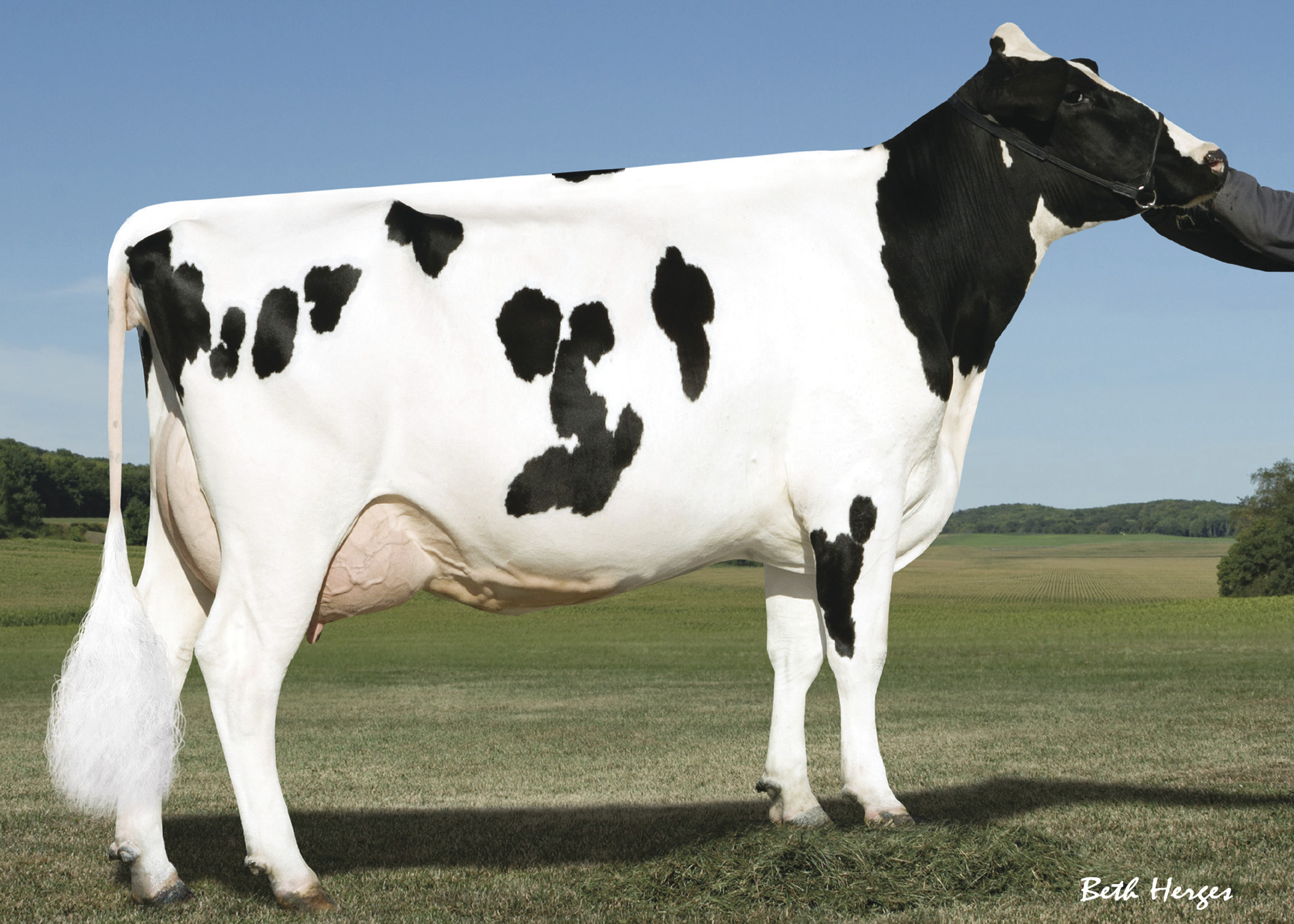 7.M: Pine-Tree Monica Planeta VG-86