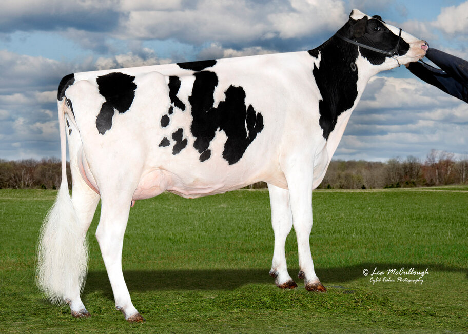 6.M: Tiger-Lily Uno Leah VG-87