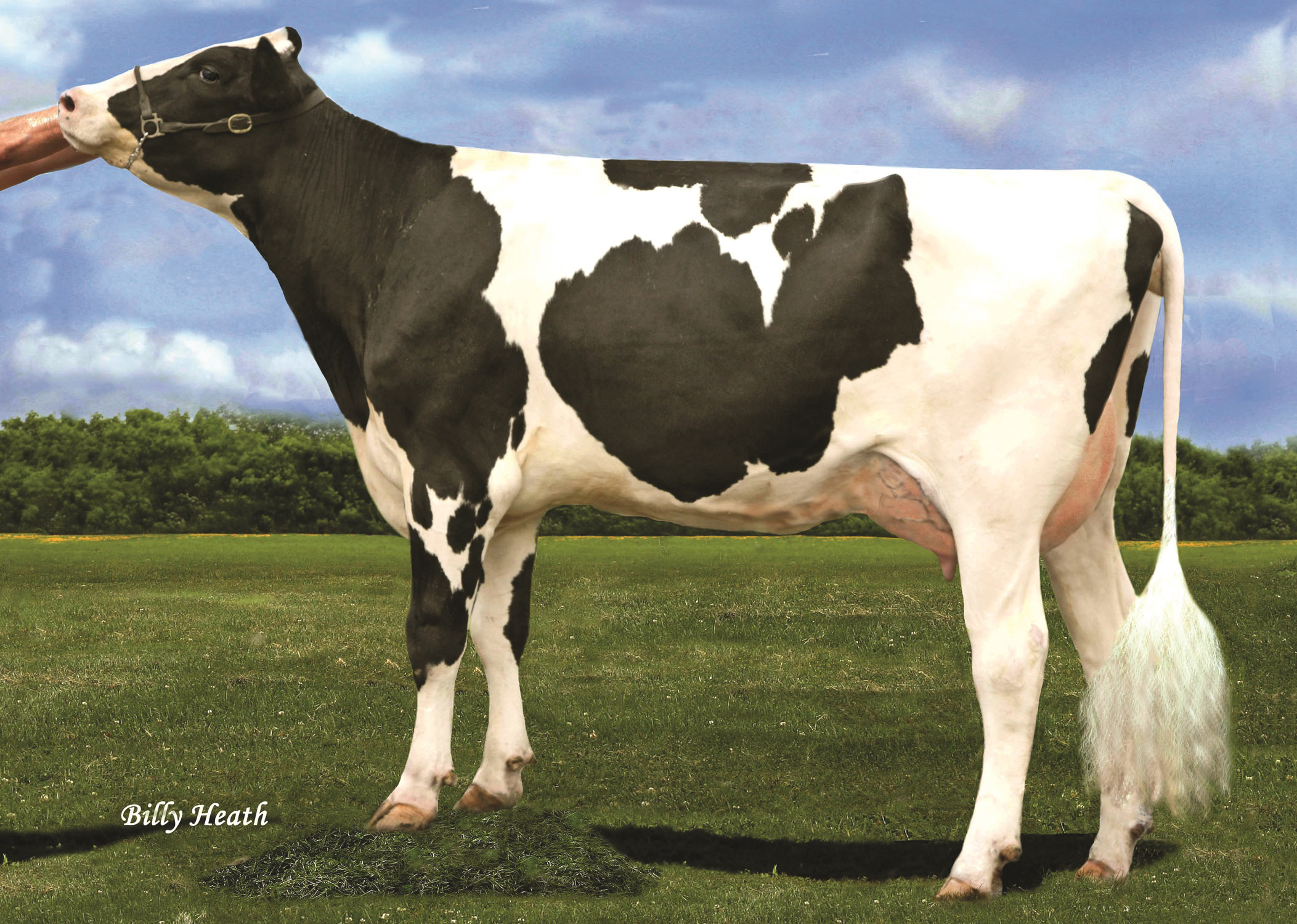 4.M: Cherry-Acres Jedi Lauri VG-85