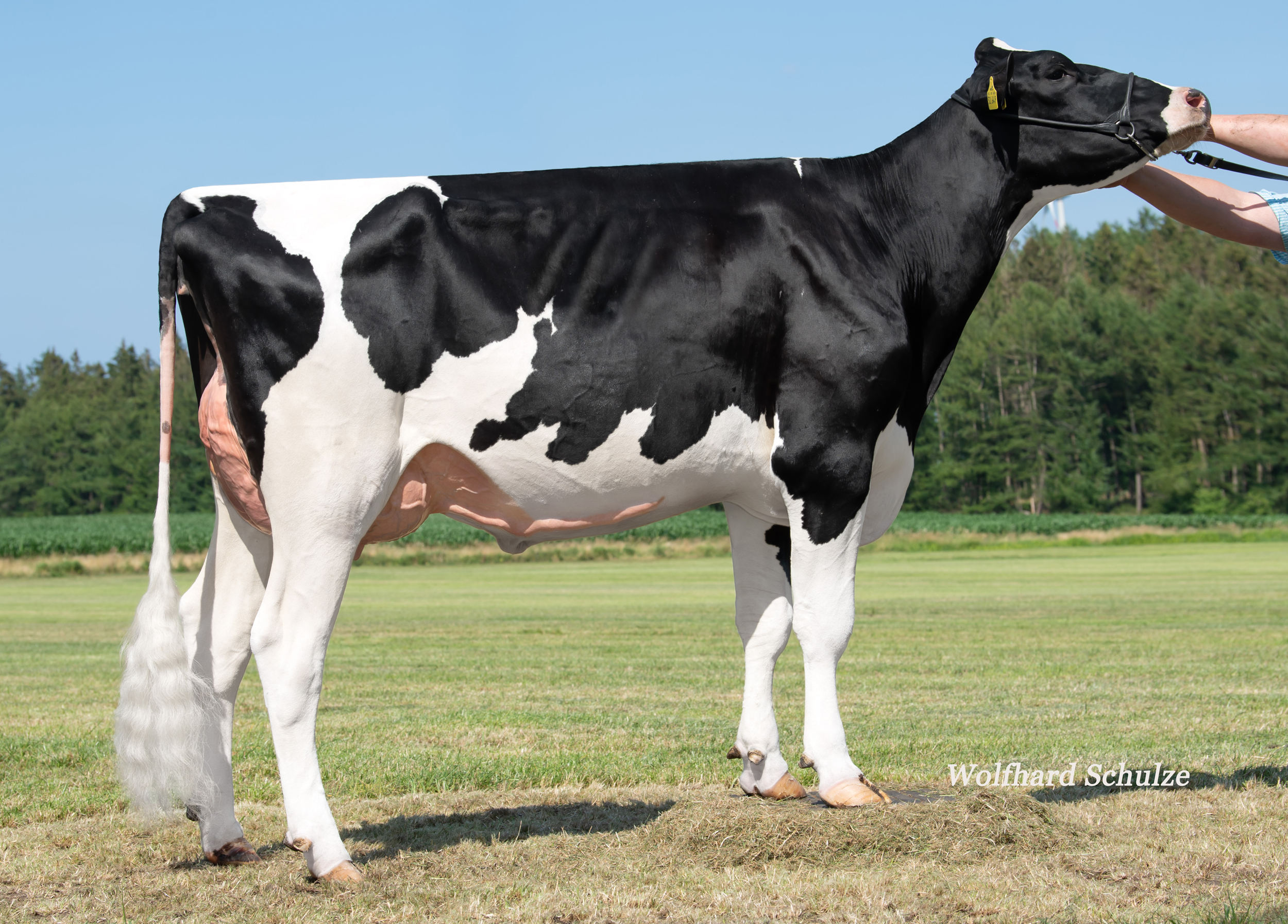 UGM: DW Mar Pippi VG-85