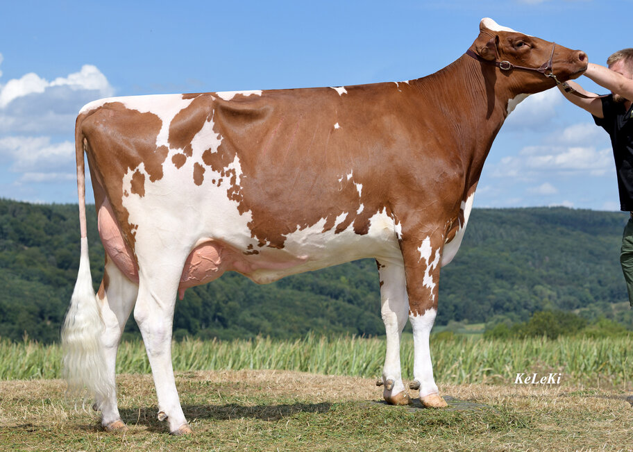 Gleiche Kuhfamilie: Capple Merle VG-88