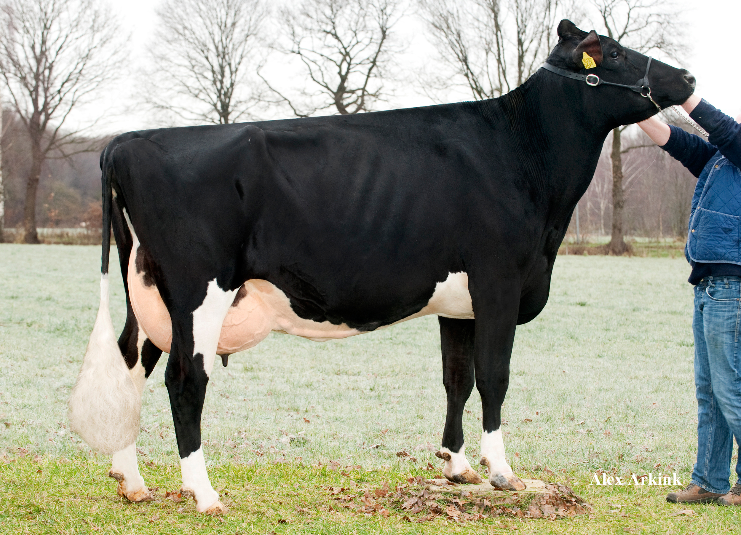 Stammkuh: Alpina Shottle Massia 102 EX-90