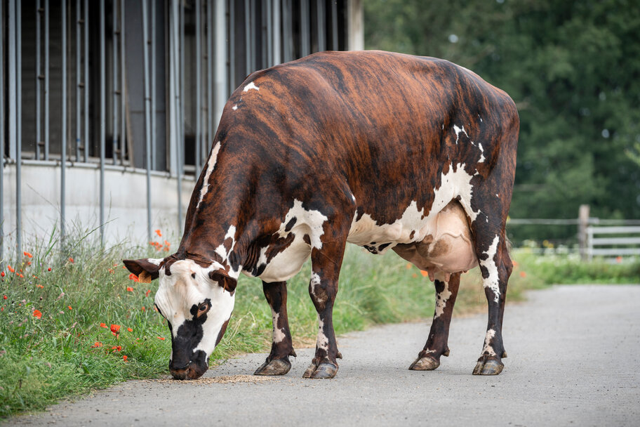 UGM: Oilette VG-88